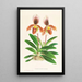Cypripedium oenanthum superbum - Jean Jules Linden — framed artwork on a wall