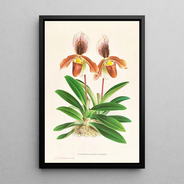 Cypripedium oenanthum superbum - Jean Jules Linden — framed artwork on a wall