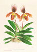 Cypripedium oenanthum superbum - Jean Jules Linden — artwork view