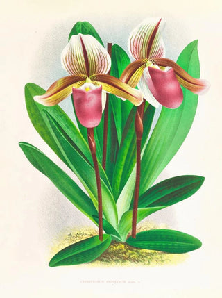 Jean Jules Linden - Cypripedium orphanum.webp