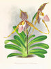 Cypripedium excelle var. Kimballianum - Jean Jules Linden — artwork view