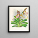 Cypripedium excelle var. Kimballianum - Jean Jules Linden — framed artwork on a wall