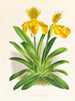 Cypripedium sallieri - Jean Jules Linden — artwork view