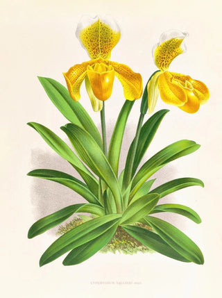Jean Jules Linden - Cypripedium sallieri.webp