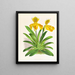 Cypripedium sallieri - Jean Jules Linden — framed artwork on a wall