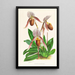 Cypripedium selligerum majus - Jean Jules Linden — framed artwork on a wall
