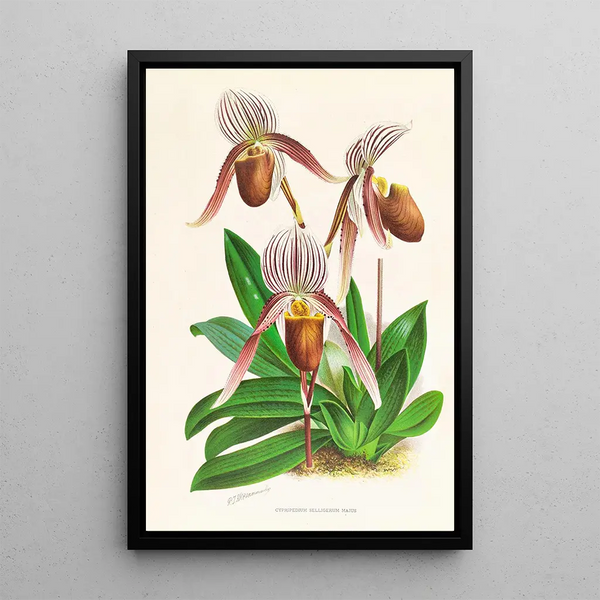 Cypripedium selligerum majus - Jean Jules Linden — framed artwork on a wall