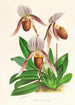 Cypripedium selligerum majus - Jean Jules Linden — artwork view