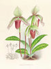 Cypripedium fier - Jean Jules Linden — artwork view