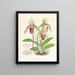 Cypripedium fier - Jean Jules Linden — framed artwork on a wall