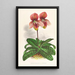 Cypripedium tessellatum - Jean Jules Linden — framed artwork on a wall