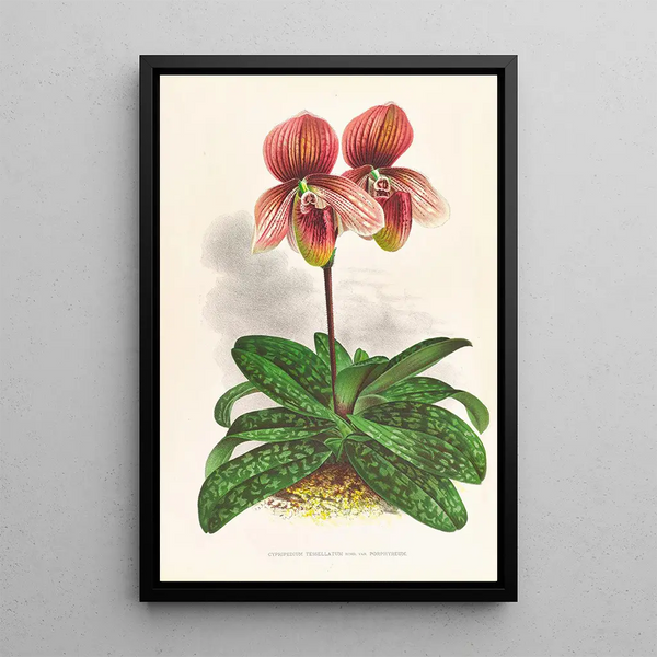 Cypripedium tessellatum - Jean Jules Linden — framed artwork on a wall