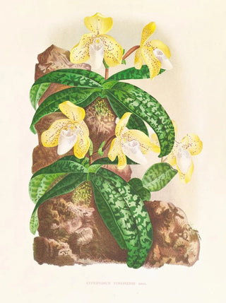 Jean Jules Linden - Cypripedium tonkinense.webp
