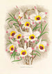 Dendrobium Falconeri - Jean Jules Linden — artwork view
