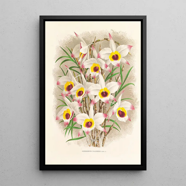 Dendrobium Falconeri - Jean Jules Linden — framed artwork on a wall