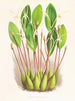 Dendrobium painting unseen - Jean Jules Linden — artwork view