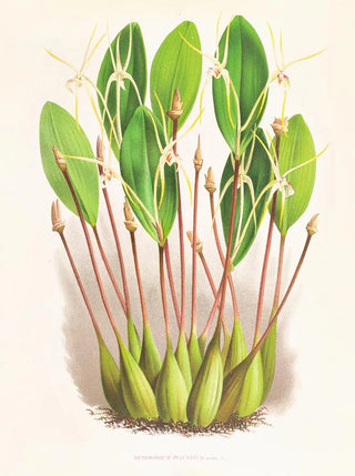 Jean Jules Linden - Dendrobium Inauditum.webp