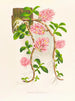 Dendrobium bracteosum - Jean Jules Linden — artwork view