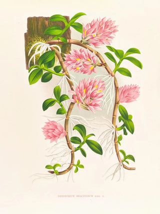 Jean Jules Linden - Dendrobium bracteosum.webp
