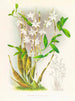 Dendrobium bursae - Jean Jules Linden — artwork view