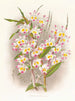 Dendrobium from the Devonian - Jean Jules Linden — artwork view