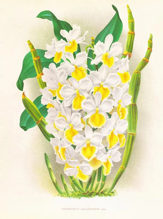 Jean Jules Linden - Dendrobium galliceanum.webp