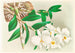 Dendrobium infundibulum - Jean Jules Linden — artwork view
