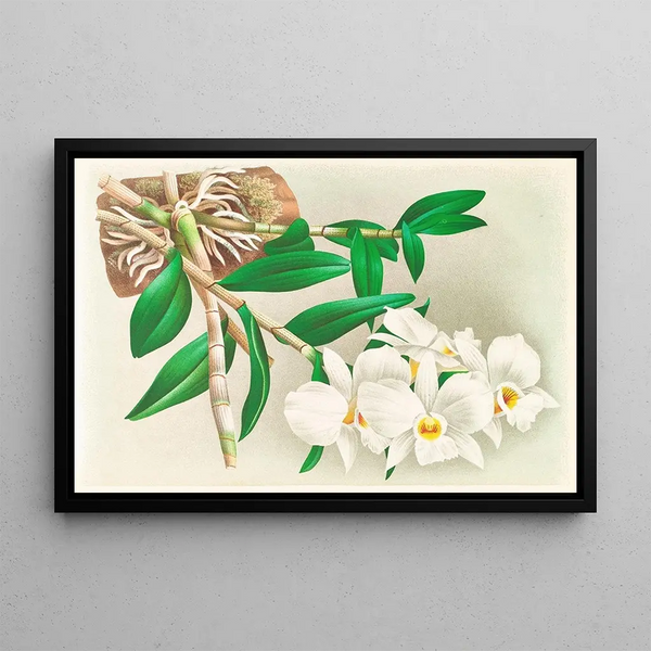 Dendrobium infundibulum - Jean Jules Linden — framed artwork on a wall