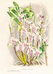 Dendrobium stratiotes - Jean Jules Linden — artwork view