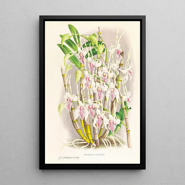Dendrobium stratiotes - Jean Jules Linden — framed artwork on a wall