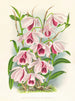 Dendrobium superbum var. - Jean Jules Linden — artwork view