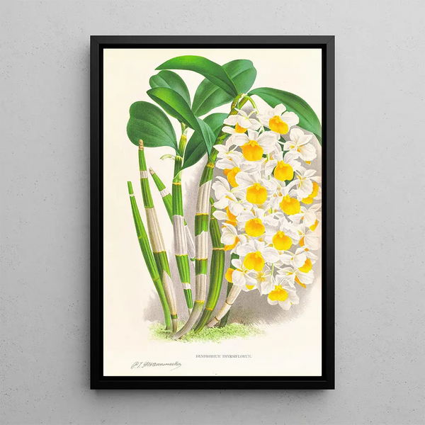 Dendrobium thyrsiflorum - Jean Jules Linden — framed artwork on a wall