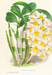 Dendrobium thyrsiflorum - Jean Jules Linden — artwork view