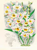 Dendrobium wardianum - Jean Jules Linden — artwork view