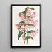 Epidendrum Paniculatum - Jean Jules Linden — framed artwork on a wall