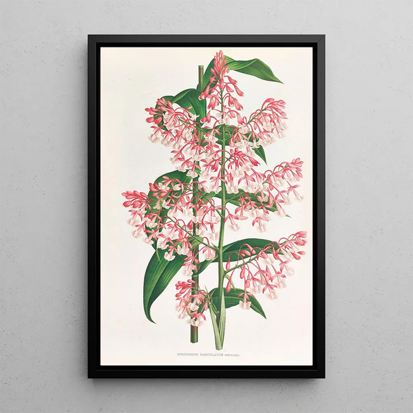 Epidendrum Paniculatum - Jean Jules Linden — framed artwork on a wall