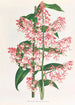 Epidendrum Paniculatum - Jean Jules Linden — artwork view