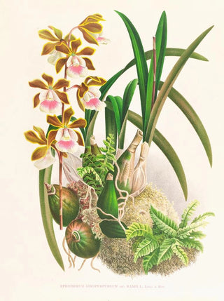 Jean Jules Linden - Epidendrum atropurpureum.webp