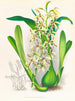 Épidendrum prismatocarpum - Jean Jules Linden — artwork view