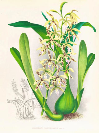 Jean Jules Linden - Epidendrum prismatocarpum.webp