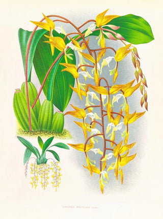 Jean Jules Linden - Gongora maculata.webp