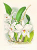 Laelia anceps var. hyène - Jean Jules Linden — artwork view
