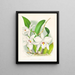 Laelia anceps var. hyène - Jean Jules Linden — framed artwork on a wall