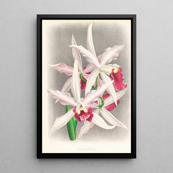 Laelia elegans - Jean Jules Linden — framed artwork on a wall