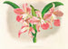 Laella elegans var houtteana - Jean Jules Linden — artwork view