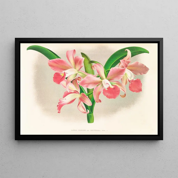 Laella elegans var houtteana - Jean Jules Linden — framed artwork on a wall