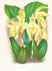 Lycaste costata painting - Jean Jules Linden — artwork view