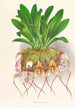 Masdevallia Roezli - Jean Jules Linden — artwork view
