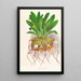 Masdevallia Roezli - Jean Jules Linden — framed artwork on a wall
