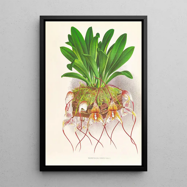 Masdevallia Roezli - Jean Jules Linden — framed artwork on a wall